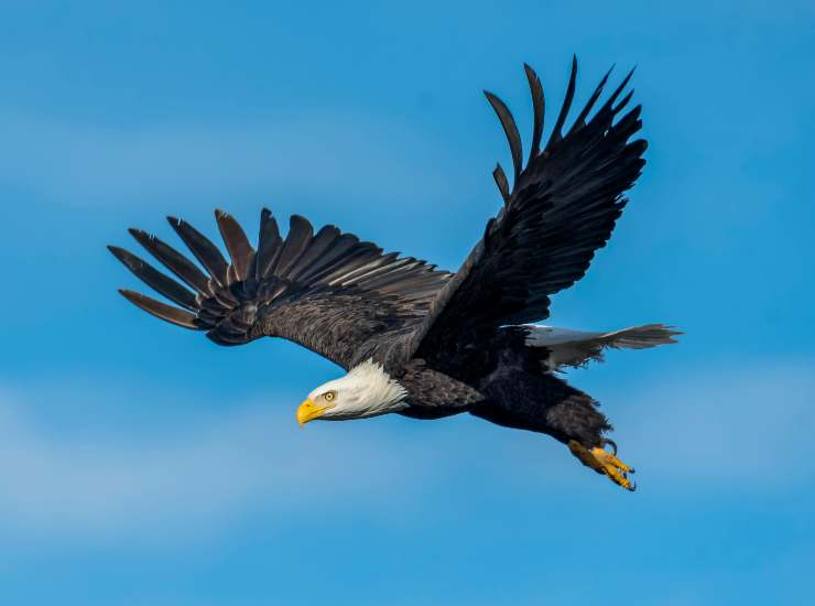 Aquila