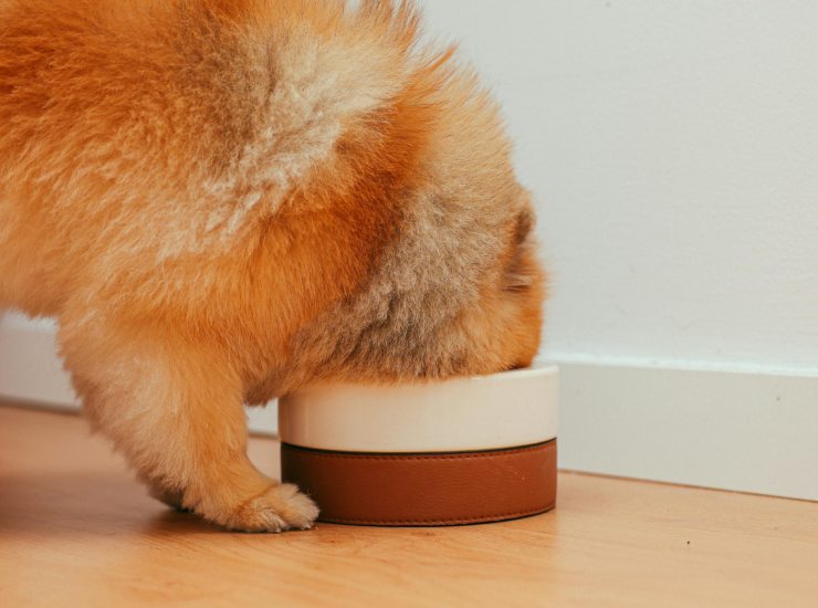 Cibo e animali domestici (pexels.com) - terranauta.it