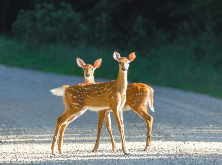 Coppia di cerbiatti (pexels.com) - terranauta.it