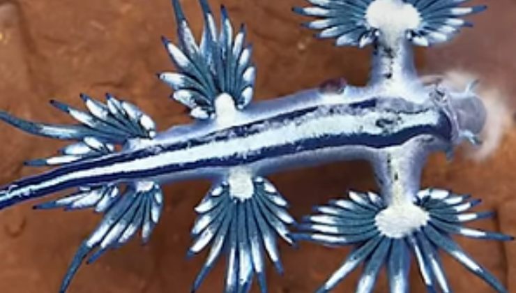 Drago blu