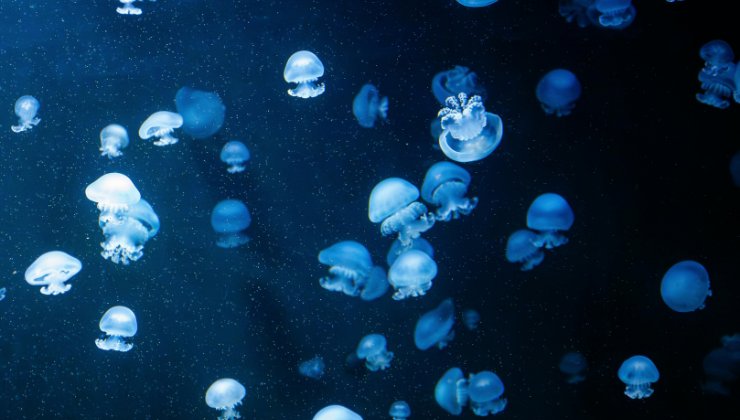 Meduse