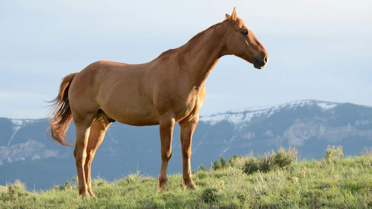 cavallo - pexels- terranauta