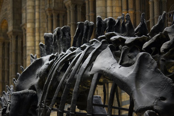 dinosauro resti - pexels- terranauta