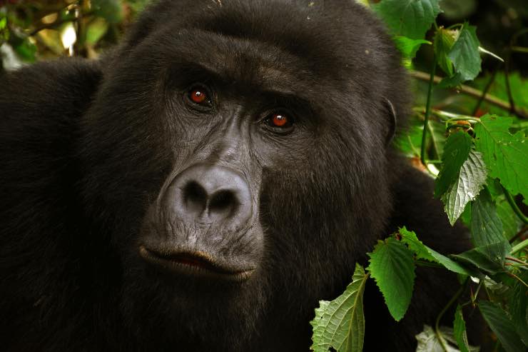 gorilla - pexels - terranauta