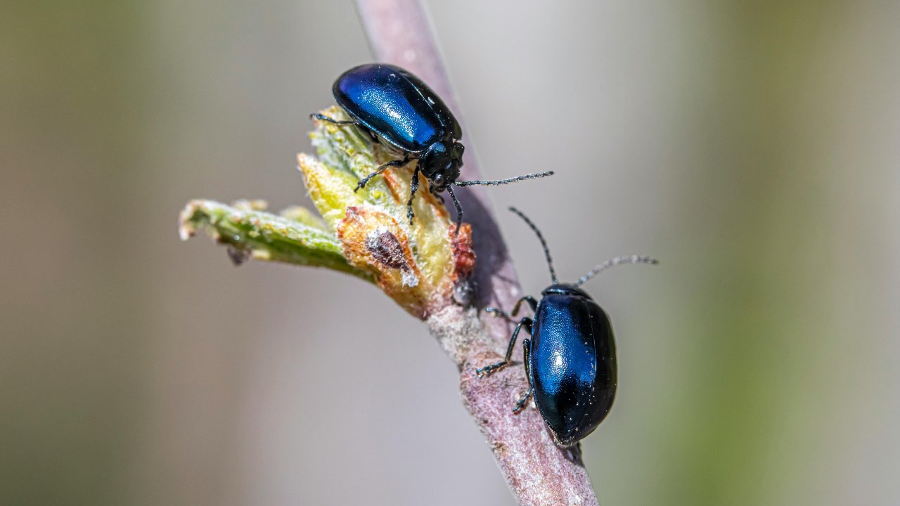 insetti colorati - pexels- terranauta