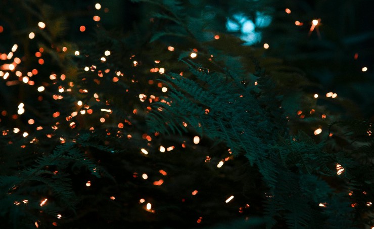 lucciole notte - pexels - terranauta