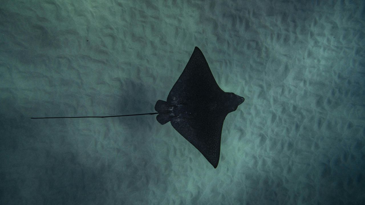 manta nera - pexels- terranauta