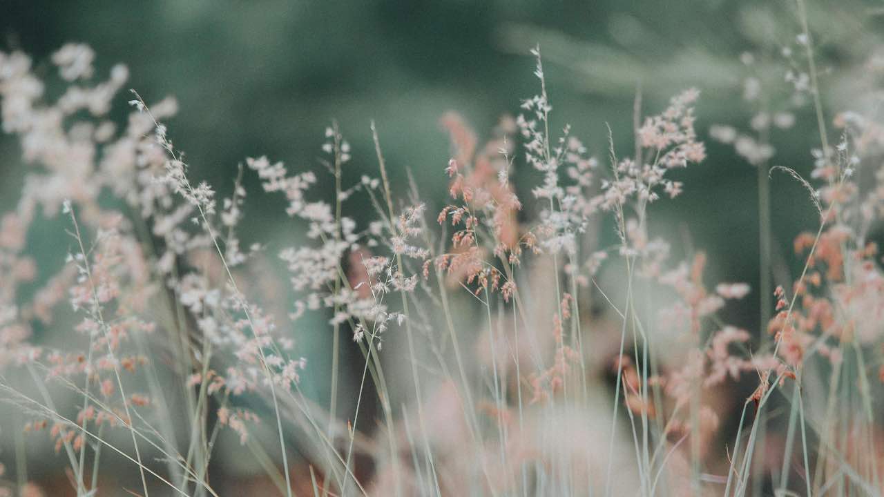 piante - polline - pexels- terranauta