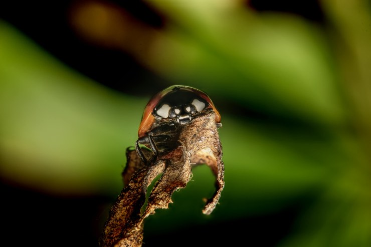 scarabeo - pexels - terranauta