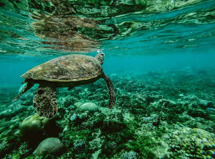 specie protette (pexels.com) - terranauta.it