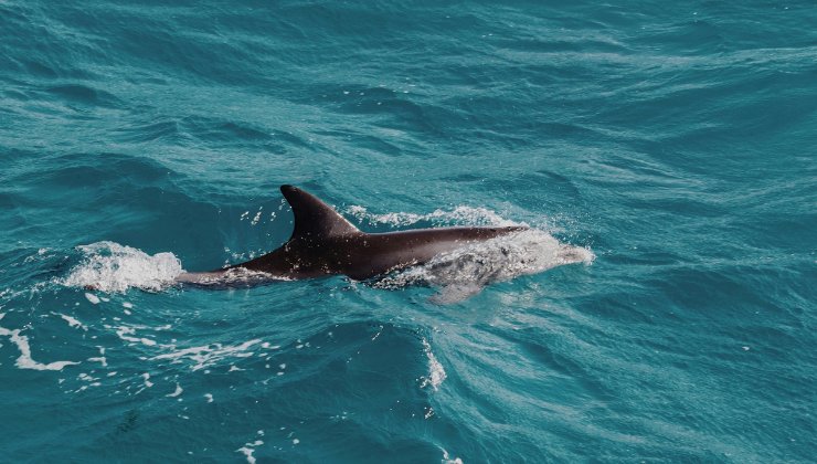 Delfino che nuota