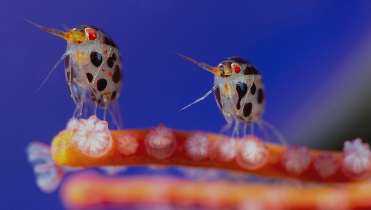 Scatto di Yuri Ivanov delle coccinelle del mare