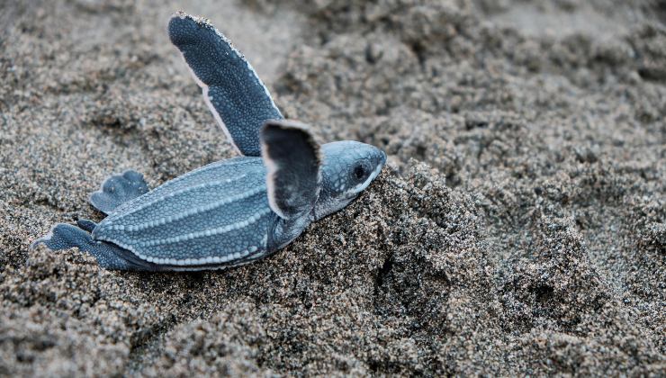 Una baby tartarughina in spiaggia