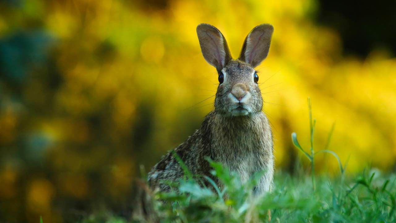 coniglio - animali - pexels- terranauta