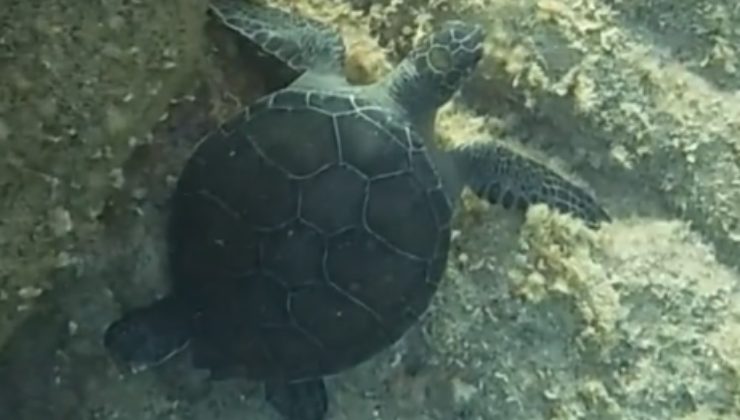 Tartaruga verde sul fondale