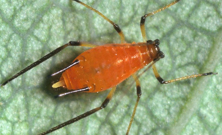 pidocchi in testa - wikipedia - terranauta