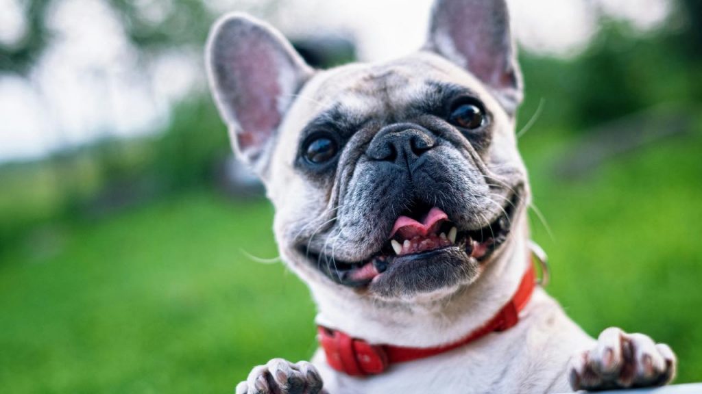 Animali domestici - cani - pexels- terranauta