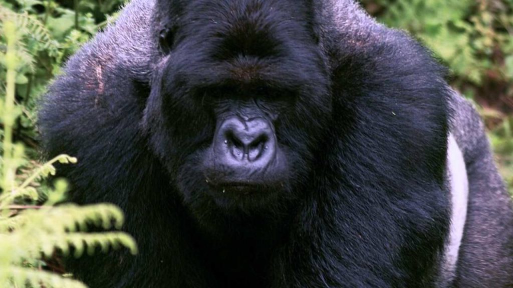 Gorilla