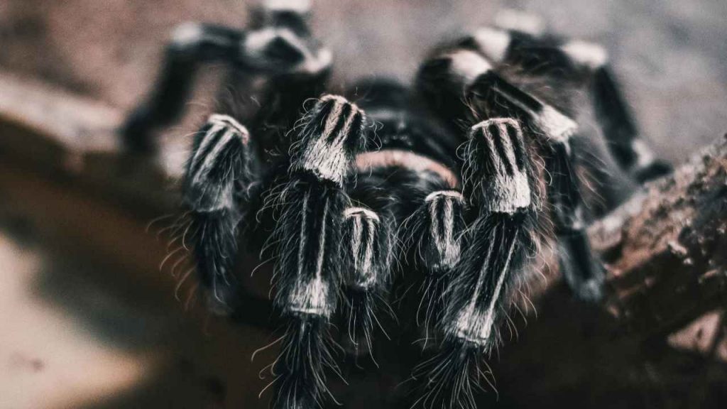 Ragno gigante (pexels.com) - terranauta.it