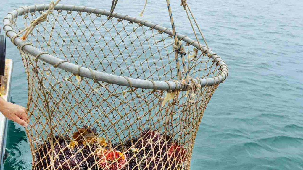 Rete da pesca