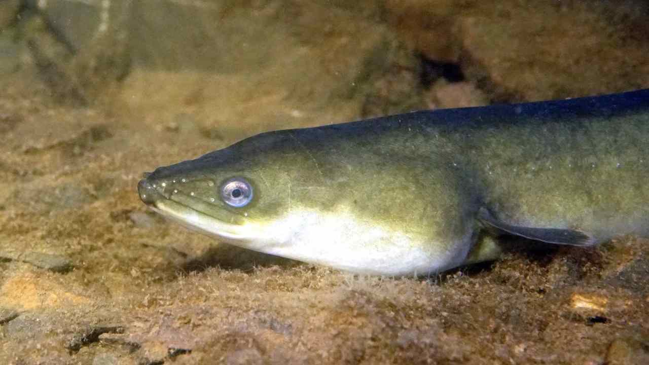 Ritrovato un esemplare di anguilla cieca: la scoperta sbalordisce gli scienziati | Nuota con il bastone