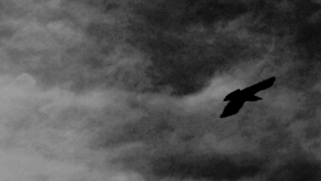 Questo animale pericolosissimo vola tra i cieli italiani: allarme in tutto il paese | Ecco dove l’hanno avvistato