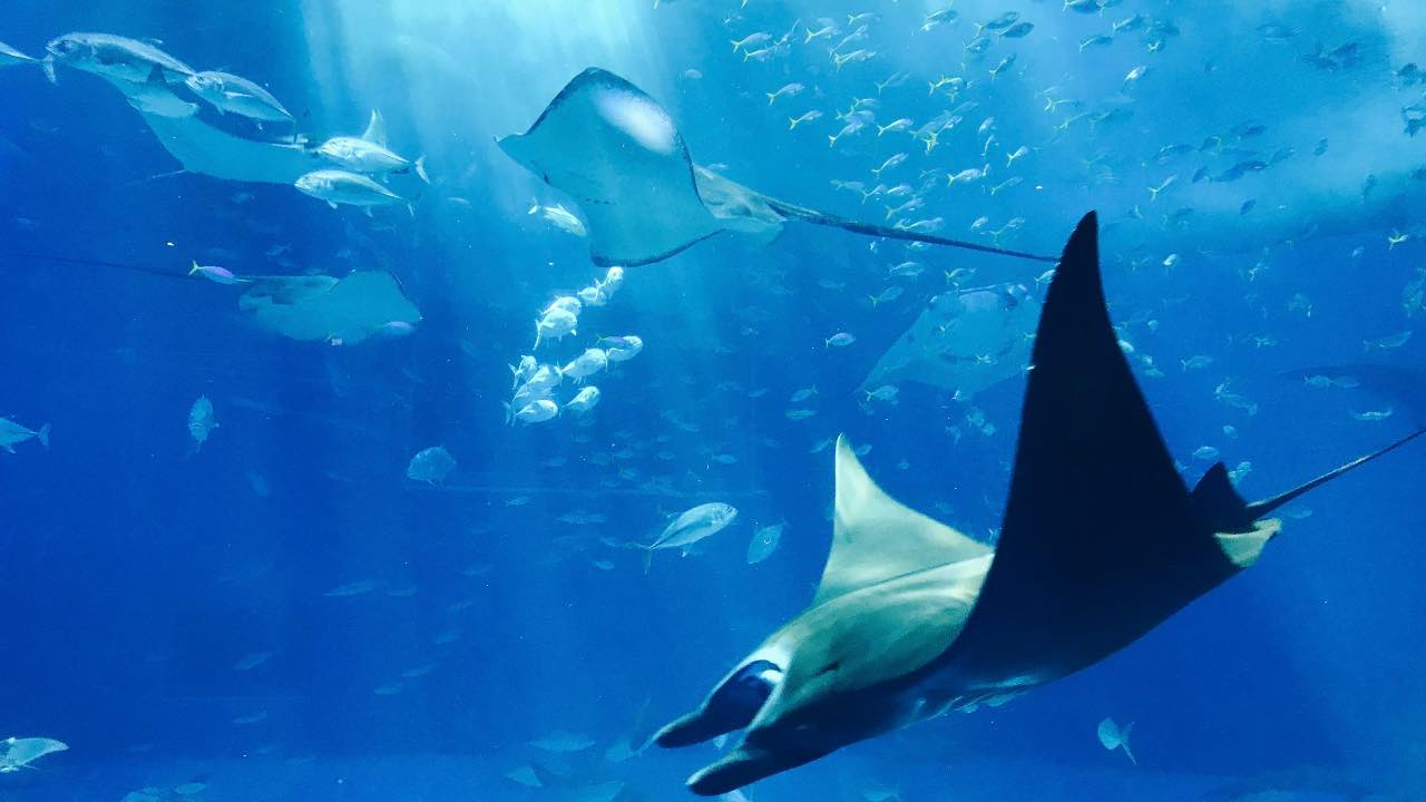 animali marini - pexels- terranauta