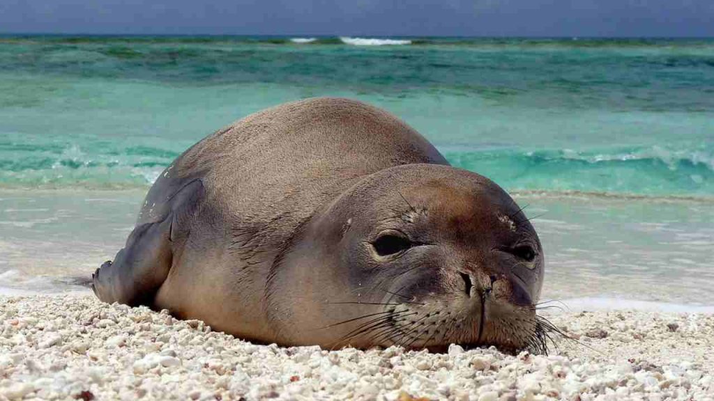 Un esemplare unico: strana foca vista per la prima volta in Italia | Studiosi senza parole