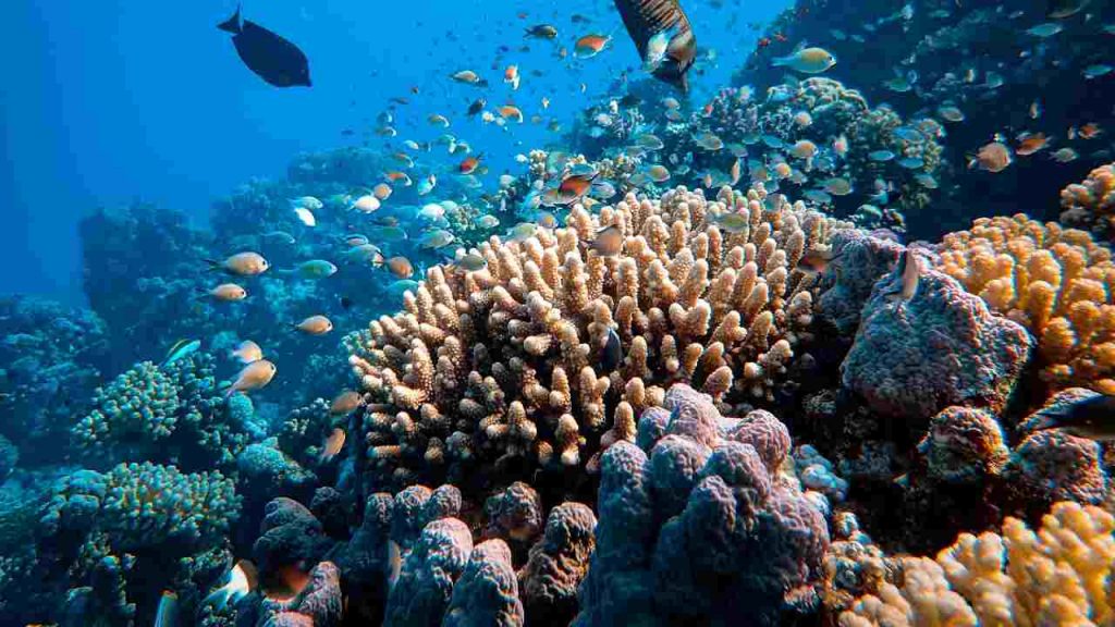 Una scoperta senza precedenti: trovato un tesoro nascosto in fondo al mare | Ci vivono decine di generazioni