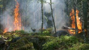 incendi - pexels- terranauta