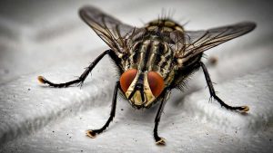 insetto nel letto - pexels- terranauta