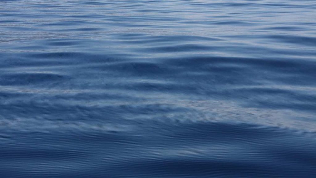Grande scoperta in mare: esiste un animale senza cervello | Riesce a fare tutto