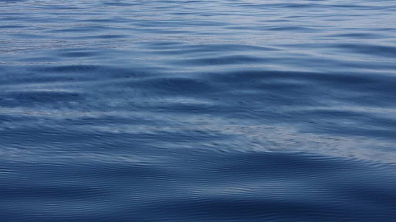 Grande scoperta in mare: esiste un animale senza cervello | Riesce a fare tutto