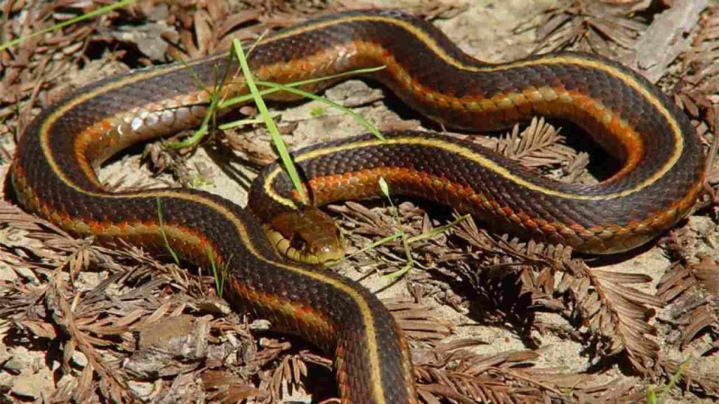 Serpente di un metro e mezzo in spiaggia: fuga dei turisti | Mai più nessuno andrà sull’isola