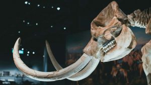 Ai tempi dei Mammut (pexels.com) - terranauta.it