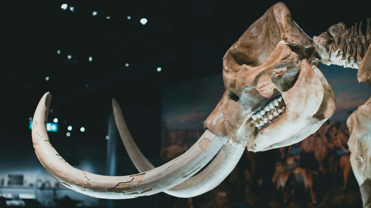 Ai tempi dei Mammut (pexels.com) - terranauta.it