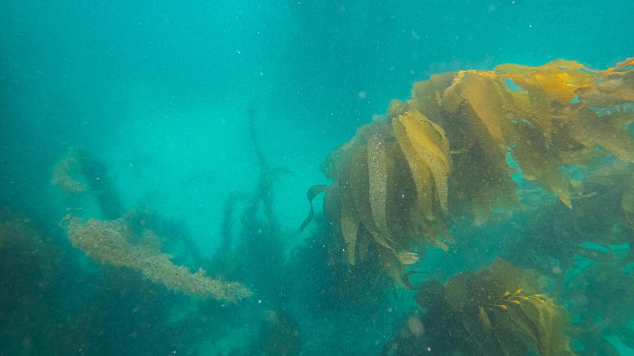 Alghe marine, primo raccolto nelle pale eoliche offshore: una coabitazione più unica che rara