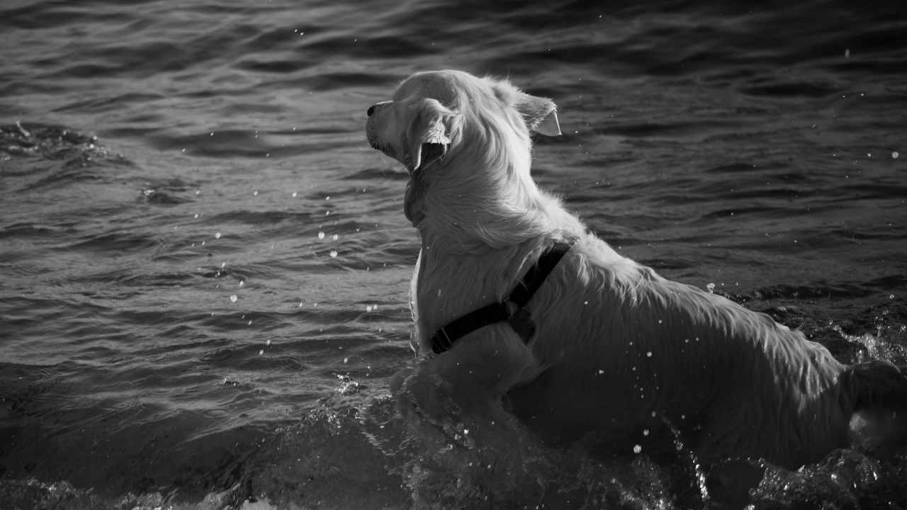 Cane contro squalo (pexels.com) - terranauta.it