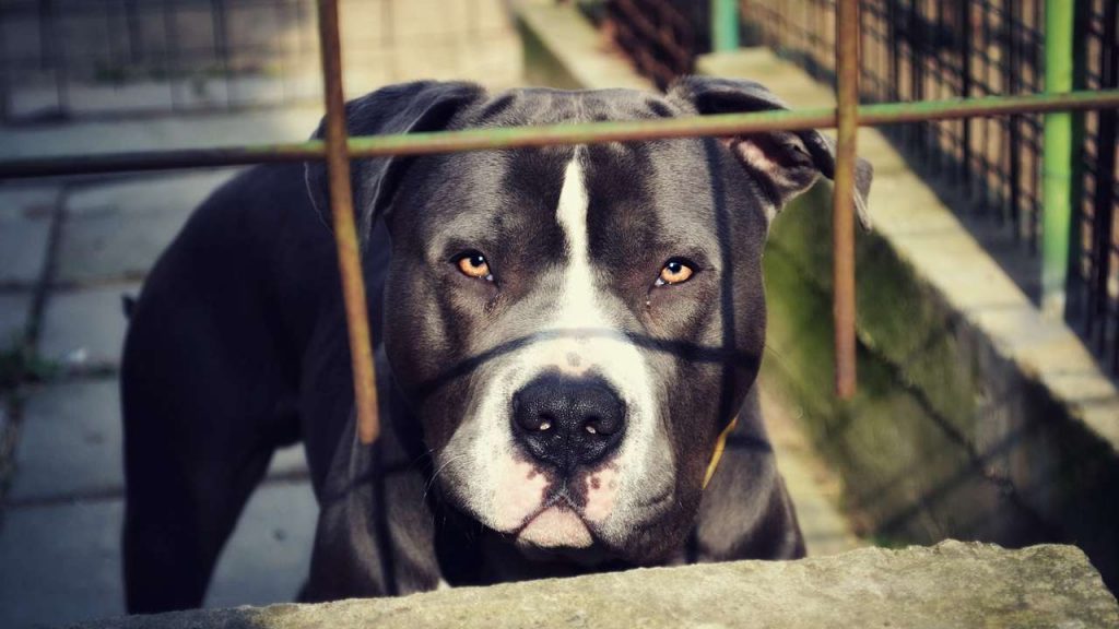 Cane dietro le sbarre