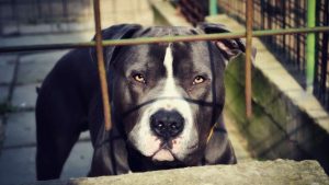 Cane dietro le sbarre