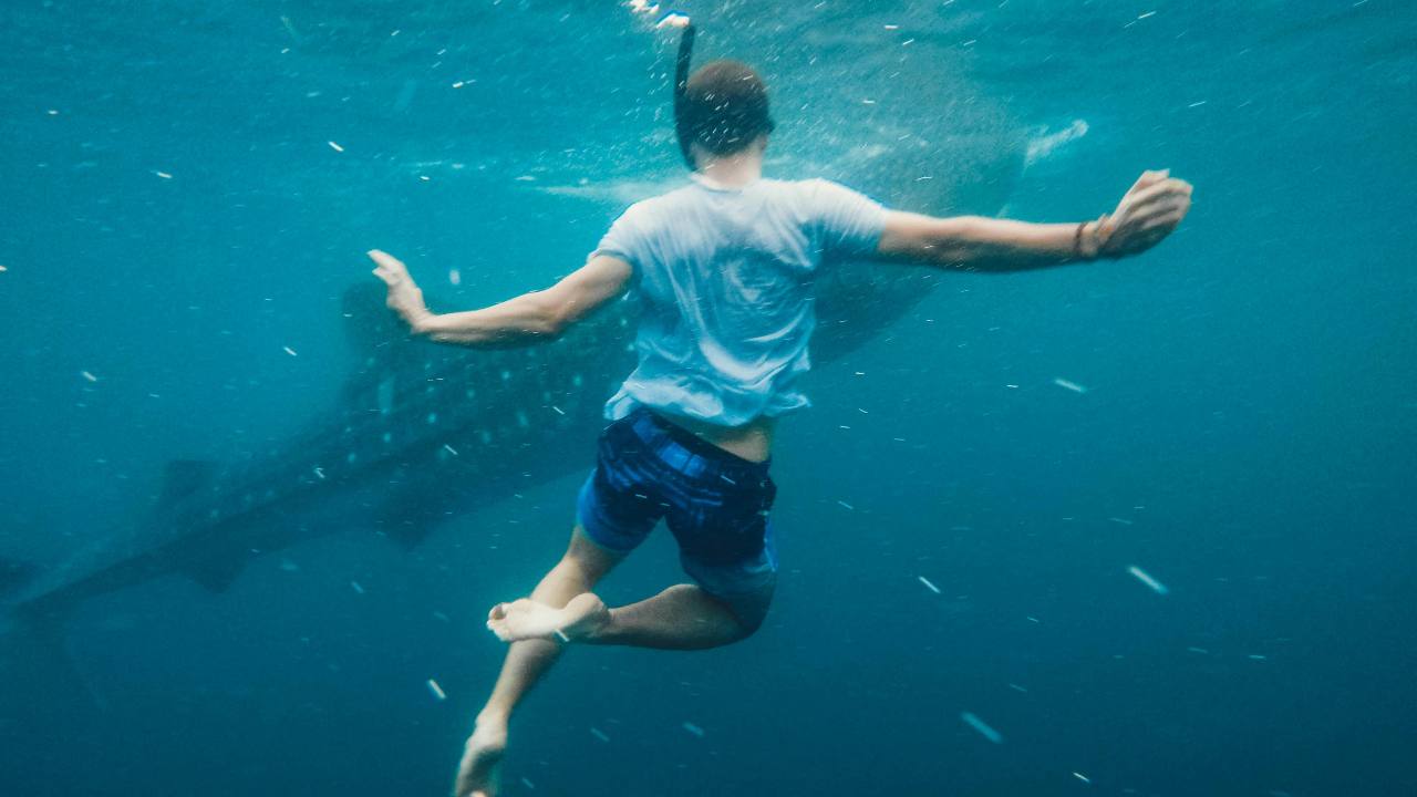 Creatura marina (pexels.com) - terranauta.it