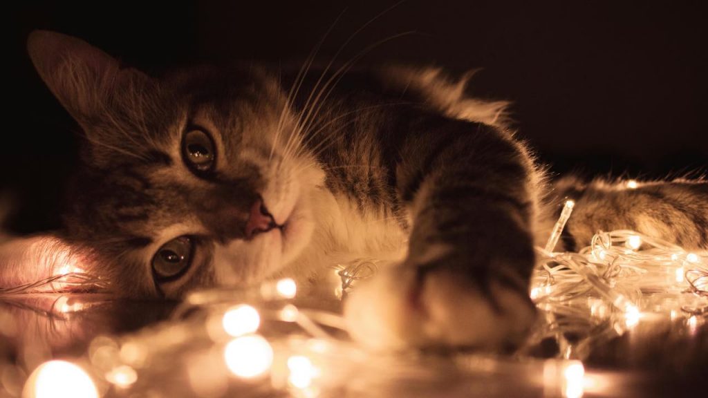 Gatto - pexels- terranauta