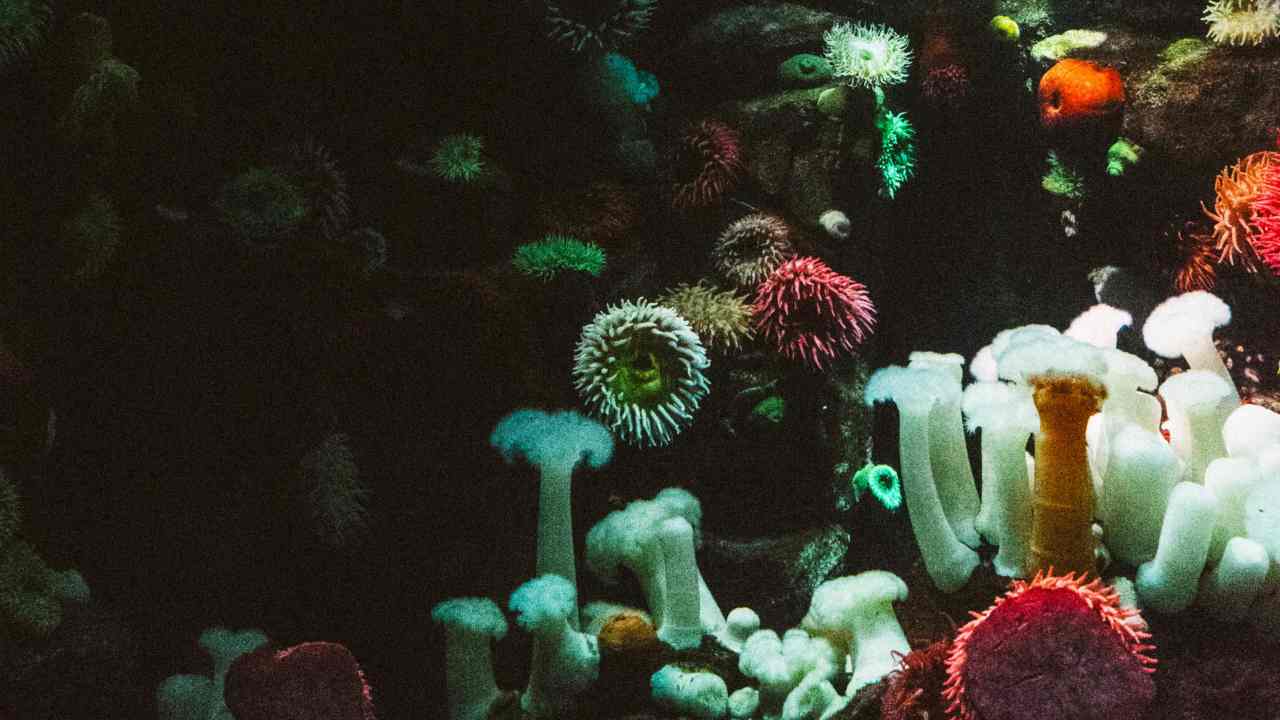Giardino subacqueo (pexels.com) - terranauta.it