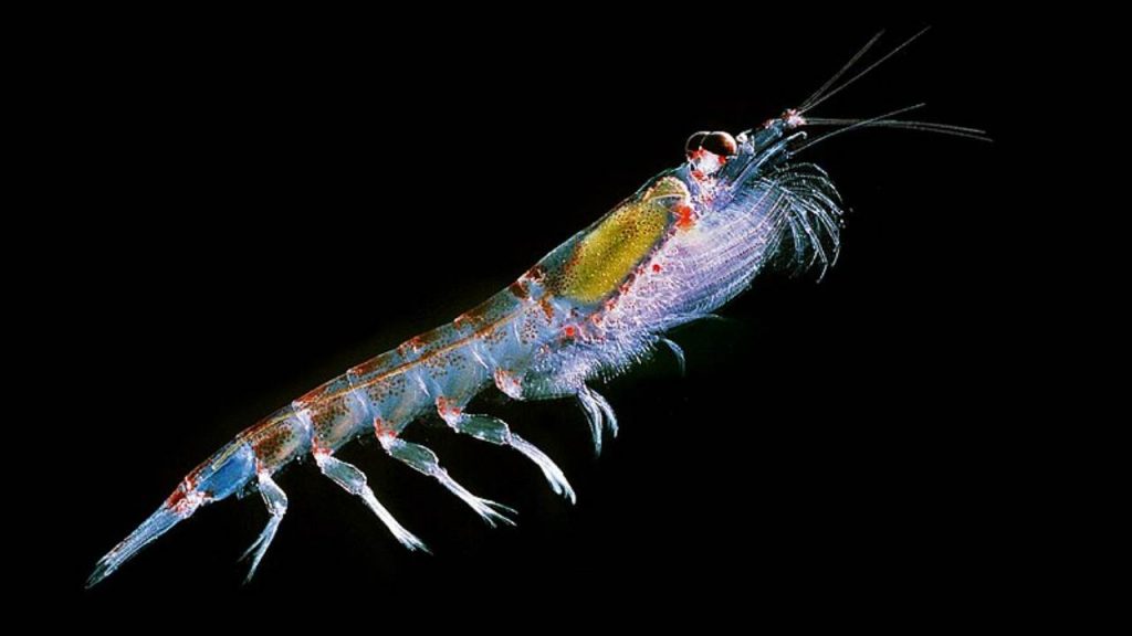 Krill