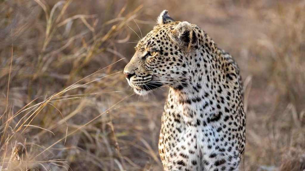 Leopardo