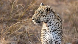 Leopardo
