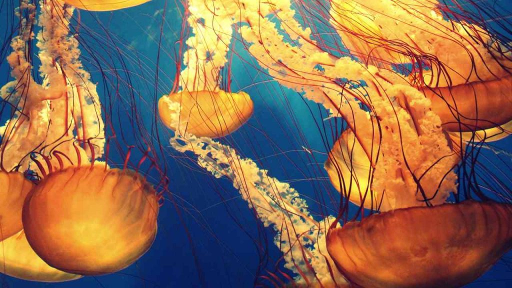 Meduse