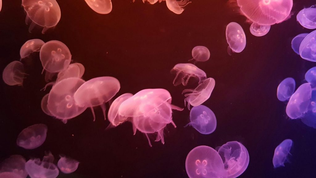 Meduse