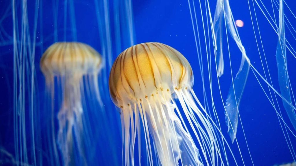 Meduse