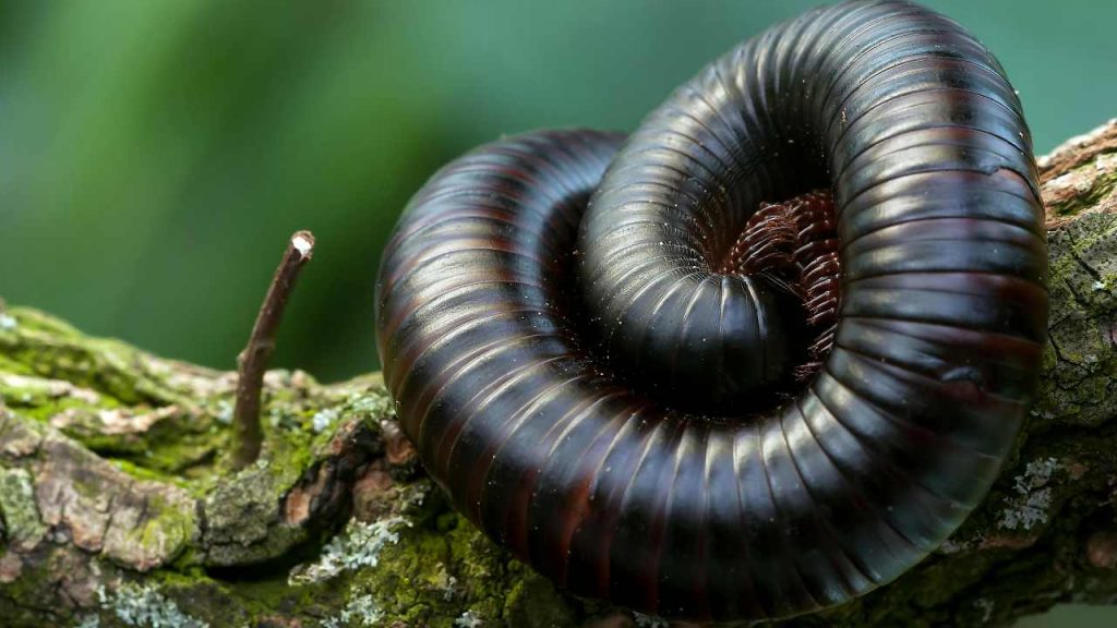 Invasione di millepiedi: ritrovata una colonia in un parco giochi | Ti passano vicino e nemmeno te ne accorgi